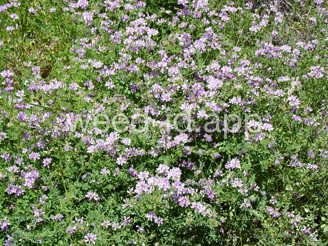 crownvetch, trailing